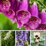 10 Deadliest Poisons In British Folklore That Will Kill You 3