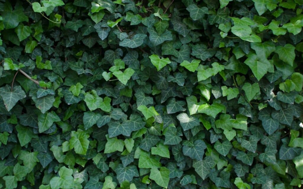 Ivy