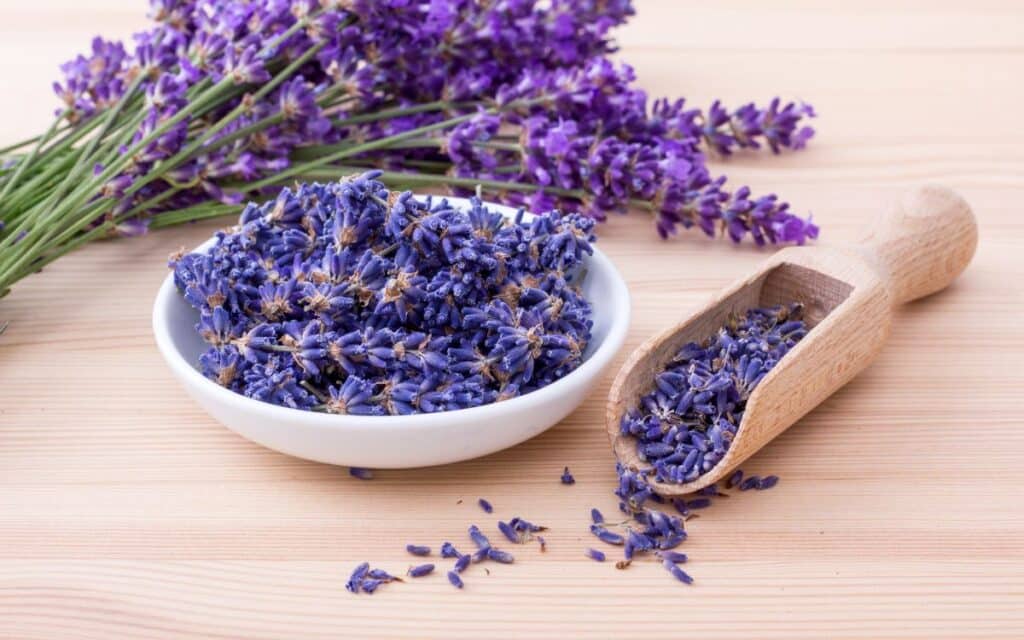 Lavender is a beautiful smelling flower and has many uses, including magic