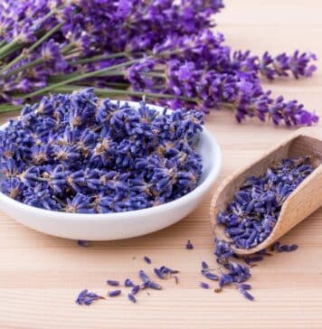 Lavender is a beautiful smelling flower and has many uses, including magic