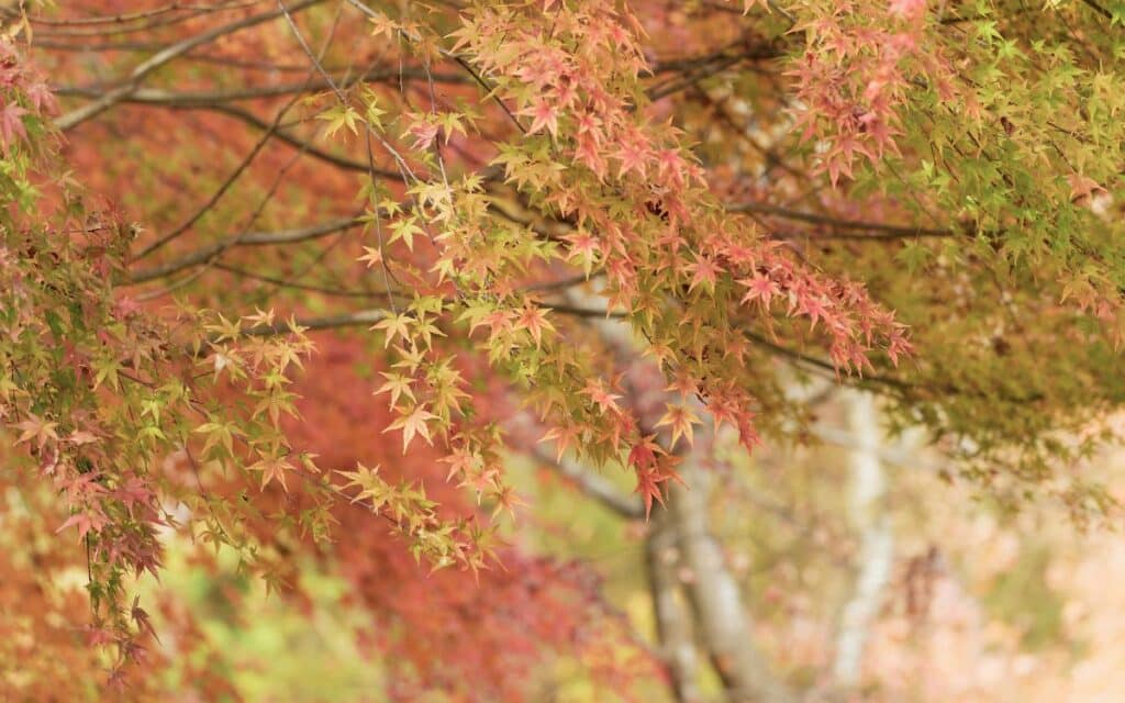 Maple Tree