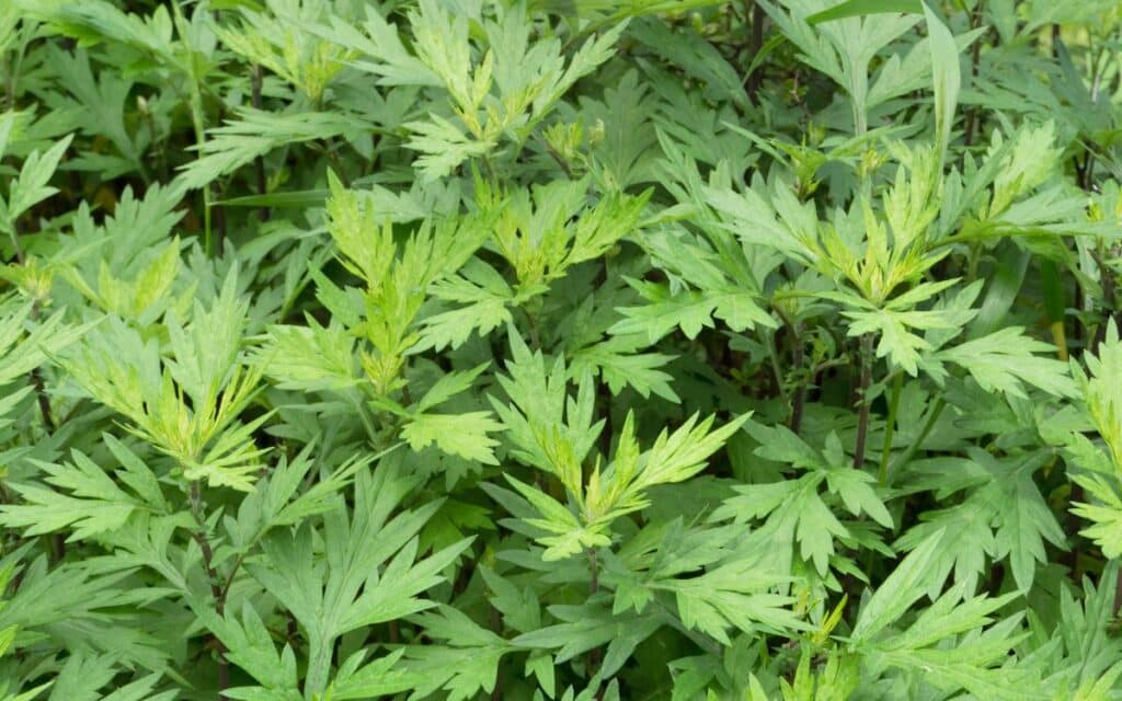 Mugwort has been seen as a versatile plant over the ages.