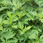 Mugwort