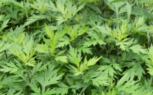 Mugwort