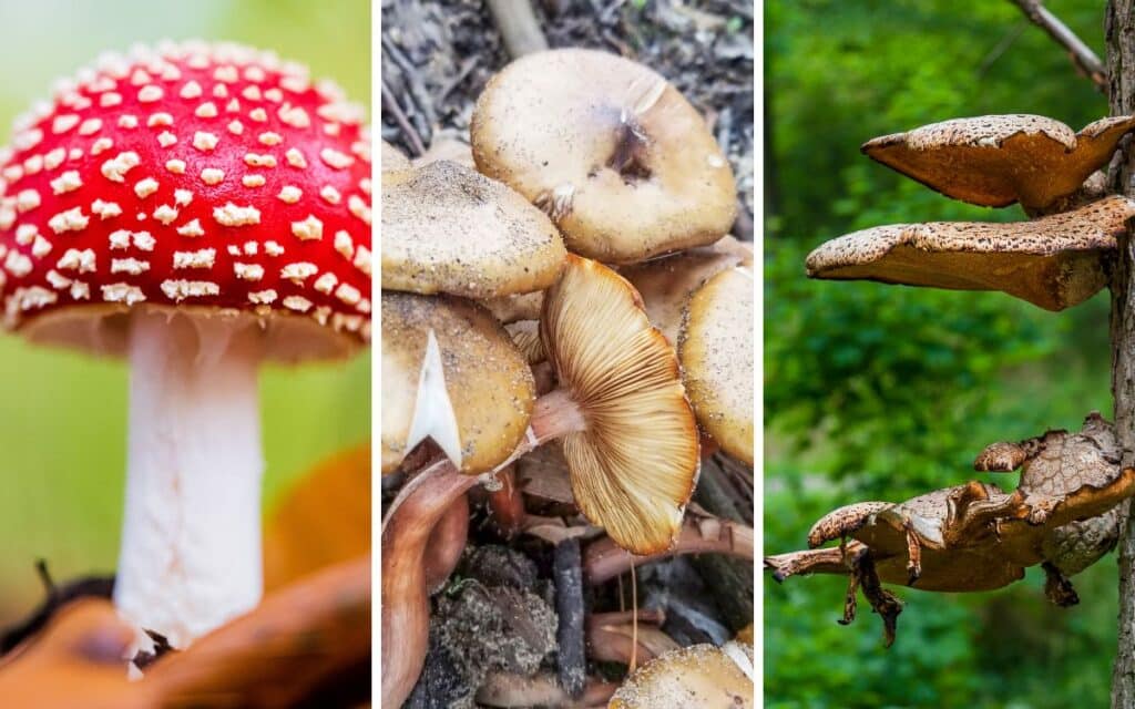 7 Fun(gus) Facts about Mushroom Superstitions and Customs 1