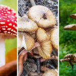 Mushroom Superstitions