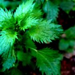 Nettle
