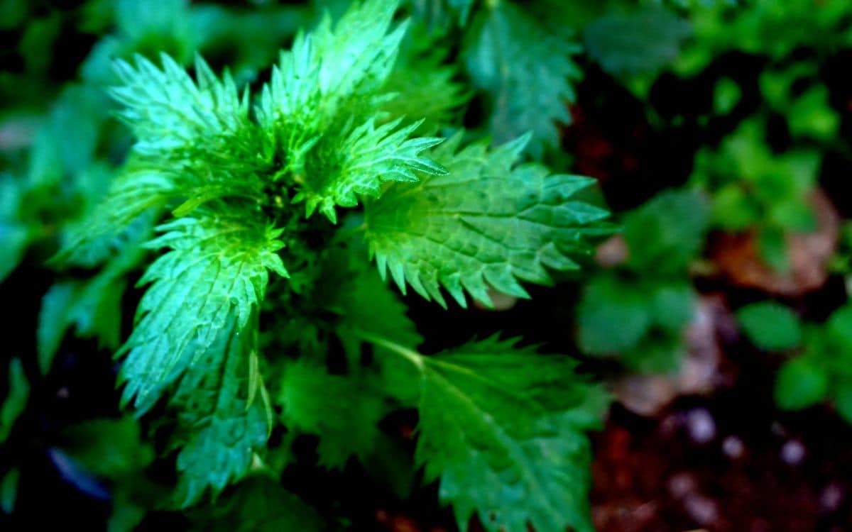 Why you should embrace stinging nettle (not literally) - Red-tail Land  Conservancy