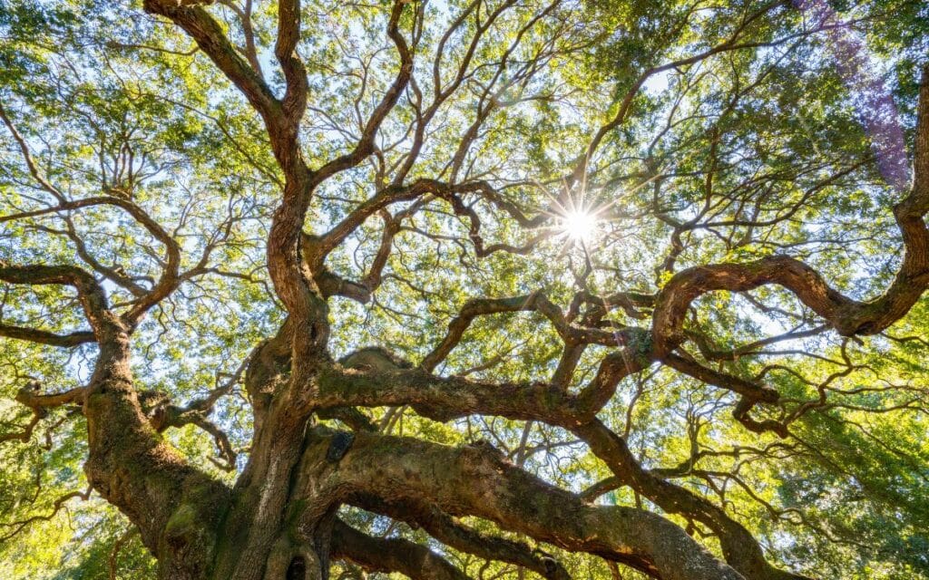 Oak trees are beautiful to behold, they are also very magical and connected to much folklore in Britain and Ireland. 