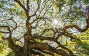 oak tree