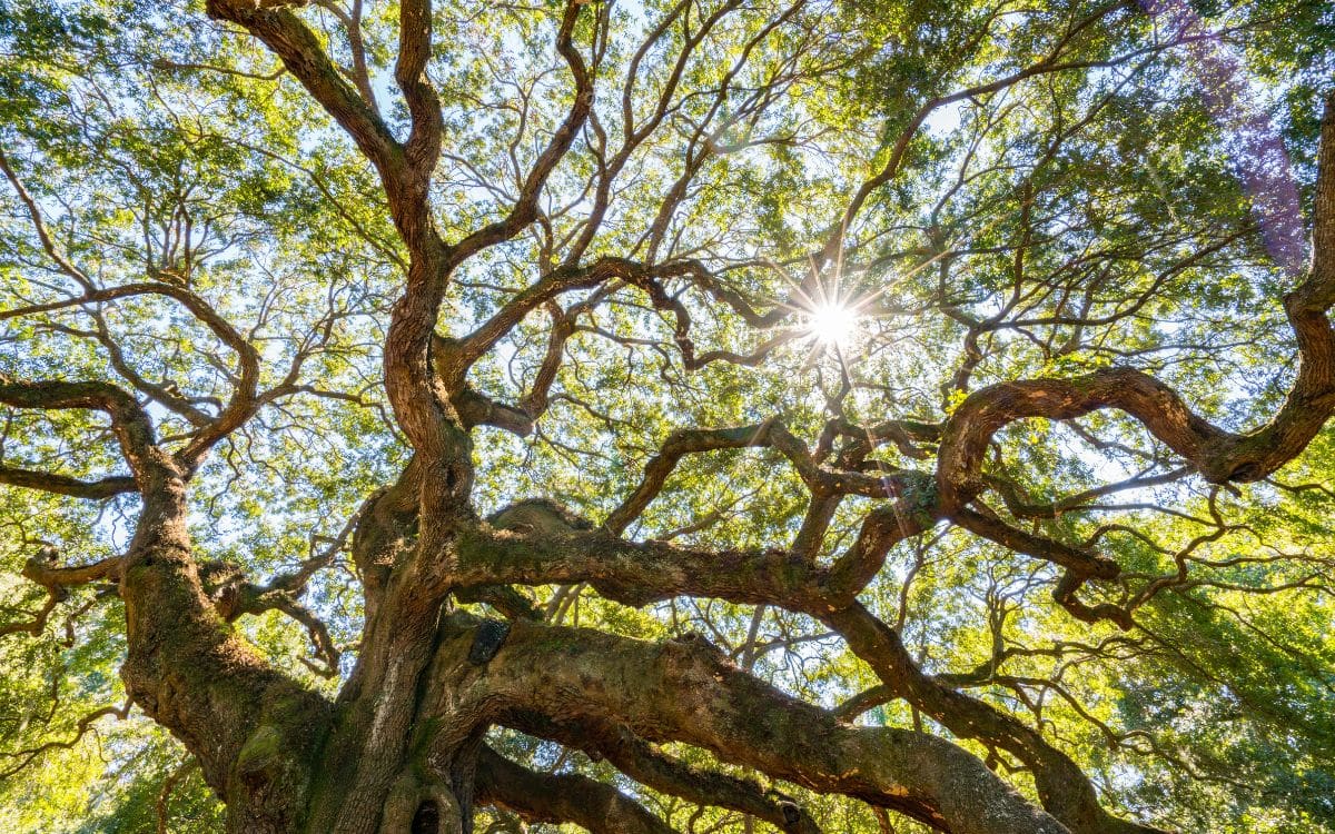 10 Oak Tree Superstitions You Should Know