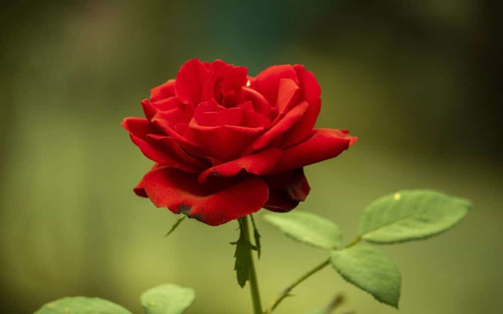 The rose, a symbol of England, which has long been associated with love and romance