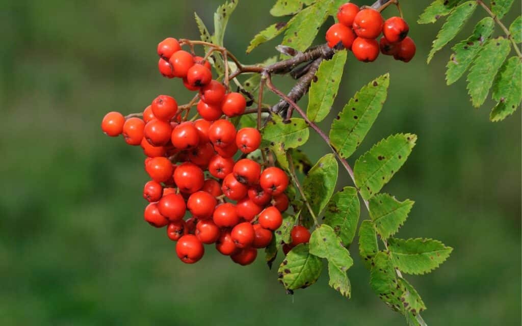 Rowan Berries