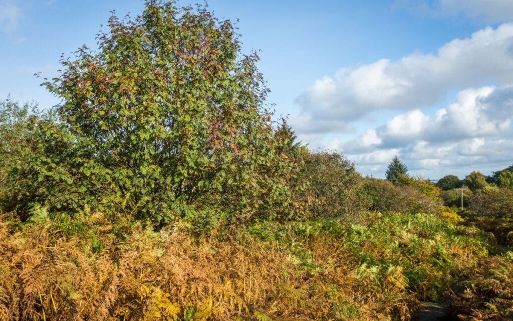 A Rowan Tree in Elrick Hill, Aberdeenshire, Scotland