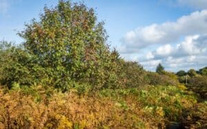 A Rowan Tree in Elrick Hill, Aberdeenshire, Scotland