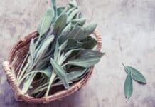 Sage