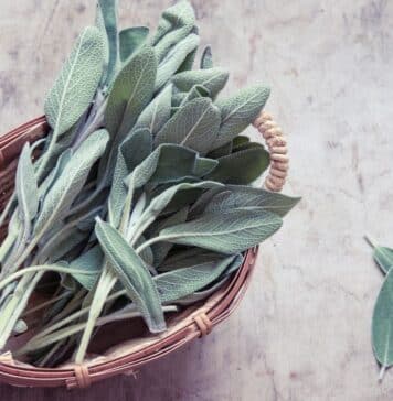 Sage
