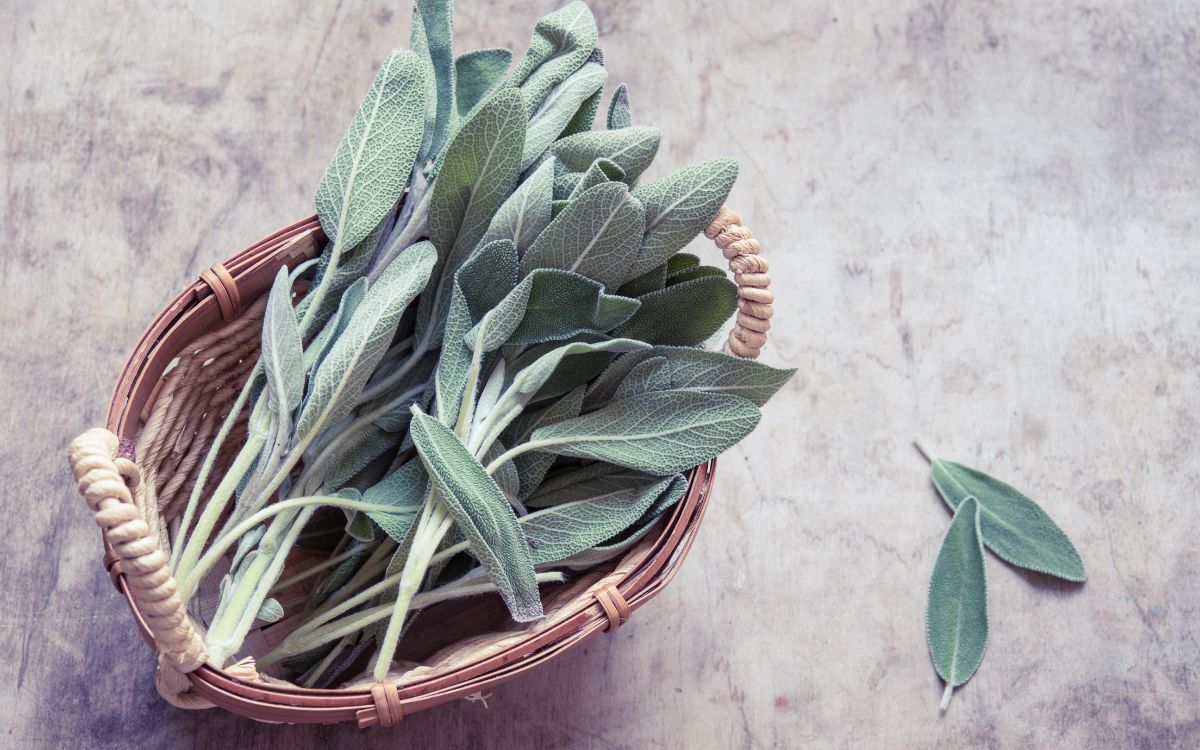 How to Use Sage in Magic