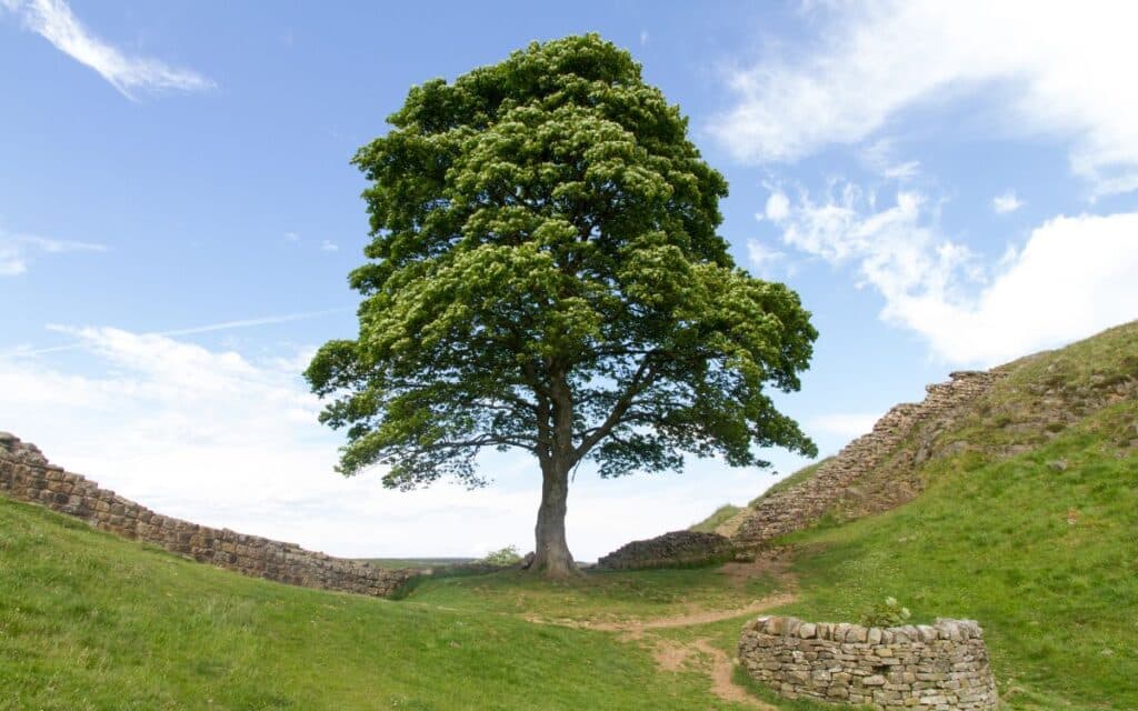 A Sycamore Tree growing out of Hadrian's Wall
