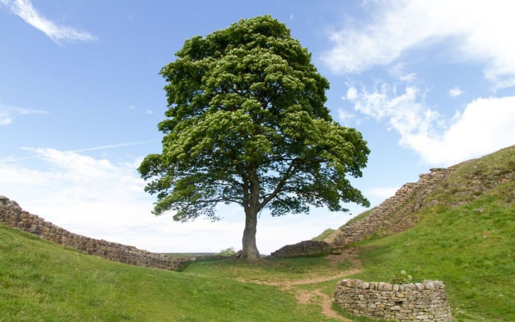 10 Sycamore Tree Superstitions And Folklore You Should Know | Spooky Isles