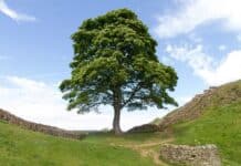 Sycamore Tree