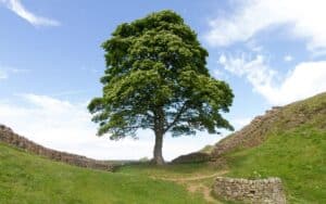 Sycamore Tree