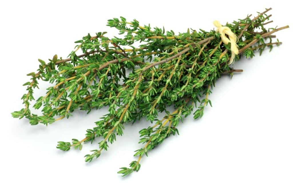 Thyme
