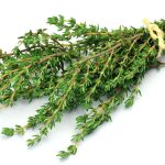 Thyme