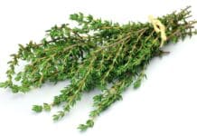 Thyme