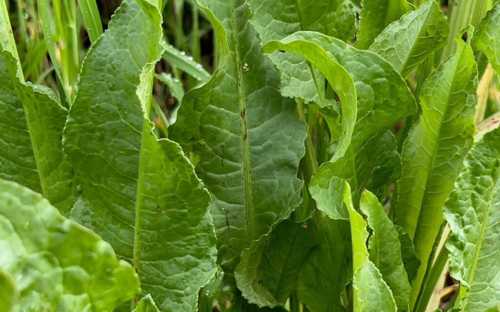 Dock plants, a natural cure for stinging nettles.