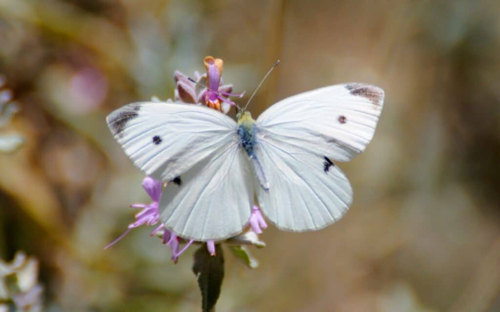 Butterfly superstitions