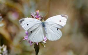 butterfly superstitions