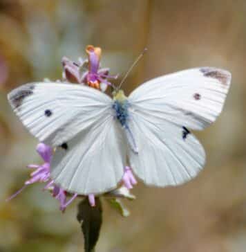 butterfly superstitions