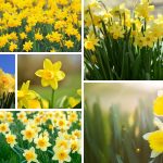 Daffodils folklore and superstition