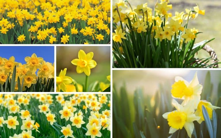 Daffodils folklore and superstition