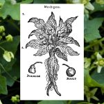 Mandrake Root