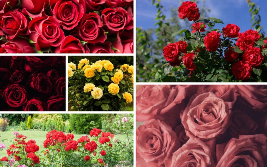 English Roses: 10 Folklore Facts And Superstitions 1 Roses