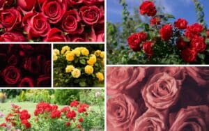 English Roses