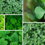 Shamrock and Clover