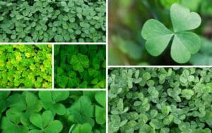 Shamrock and Clover