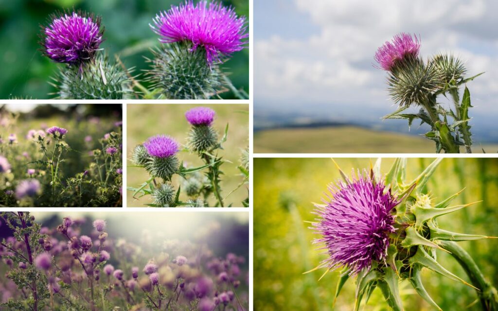 Thistle: 10 Superstition Folklore You Should Know 1
