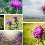 Thistle is deeply embedded in Scottish culture, as its national flower and a symbol of bravery and independence. For St Andrew's Day, we take a look at 10 Thistle superstitions