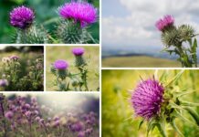 Thistle is deeply embedded in Scottish culture, as its national flower and a symbol of bravery and independence. For St Andrew's Day, we take a look at 10 Thistle superstitions