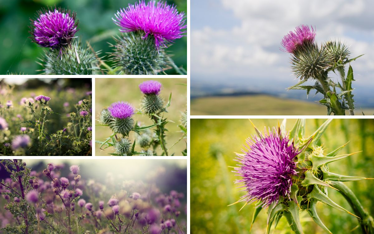 Thistle: 10 Superstition Folklore You Should Know