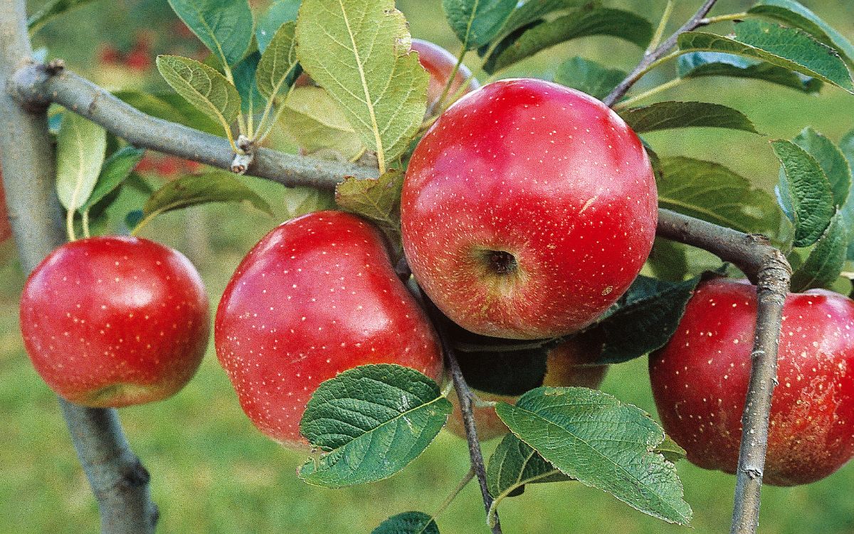 Exploring the myths around apples