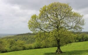 Ash Tree