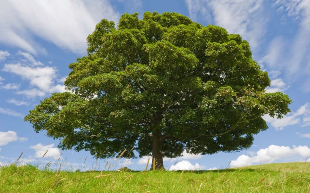 Beech Trees: 10 Fascinating Folklore Facts 1 A beech tree, with its graceful form and deep roots in folklore, stands as a symbol of wisdom, protection, and enchantment in the natural world.