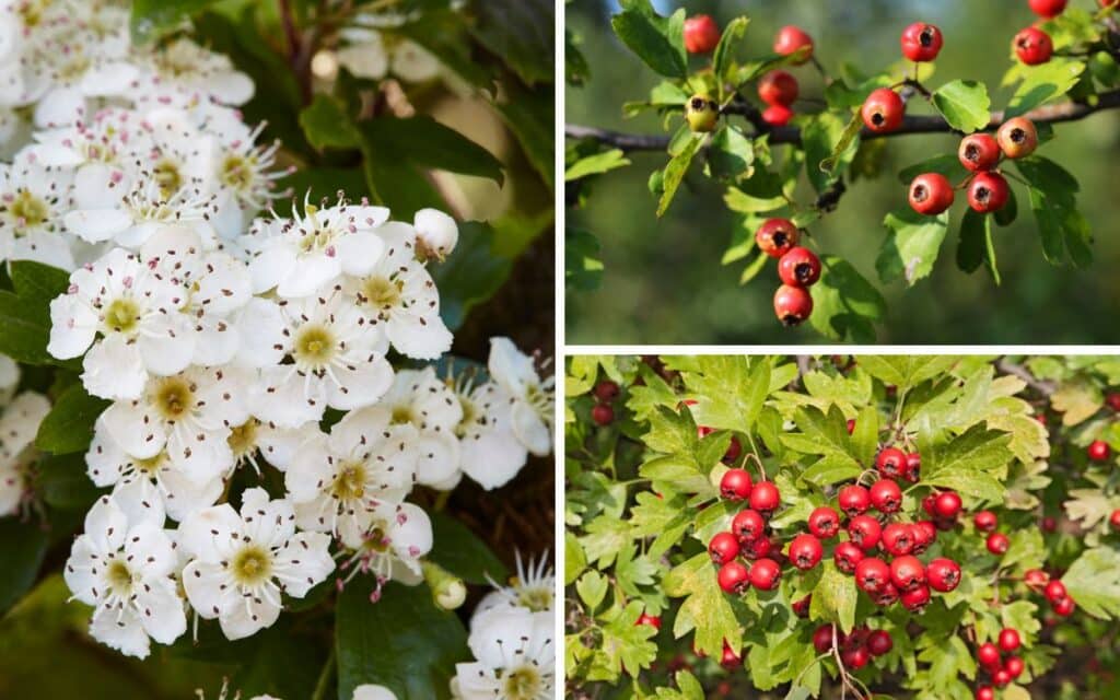 Hawthorn tree