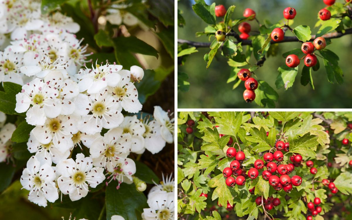 10 Enchanting Secrets of the Hawthorn Tree