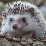 Hedgehog Superstitions